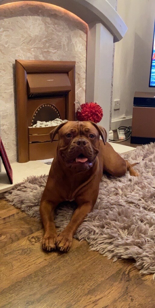 dogue de bordeaux for sale gumtree